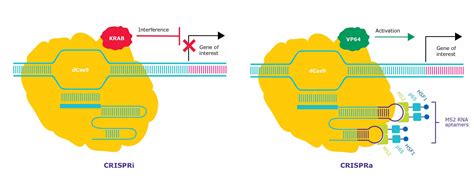 Modified Crispr Nuclease Formats A Short And Simple Guide
