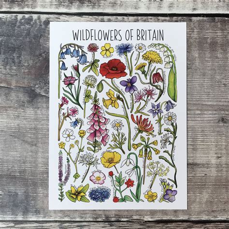 Wildflowers Of Britain Illustrated Postcard By Alexia Claire