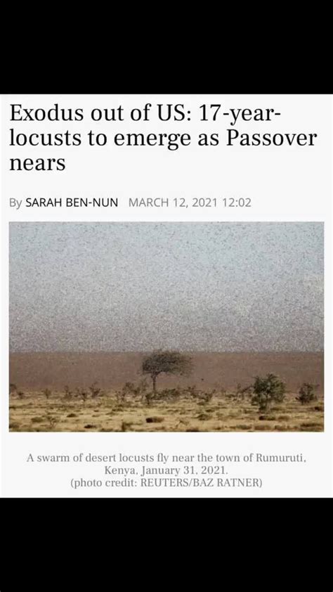 Exodus Out Of Us 17 Year Locusts To Emerge As Passover Nears Sarah