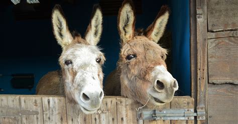 Do Donkeys Need A Barn Rankiing Wiki Facts Films Séries Animes