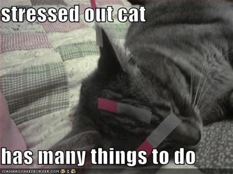 true book addict books cats and more cat thursday overwhelmed and stressed