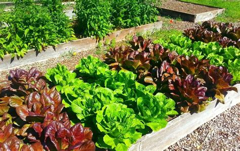 28 Best Vegetables To Grow In A Small Raised Bed Bed Gardening