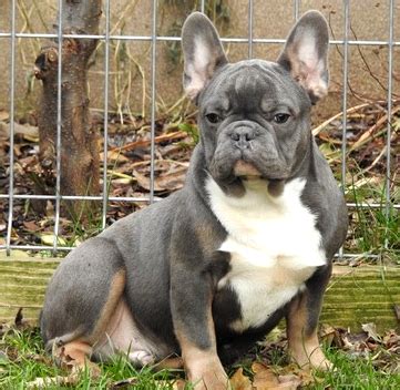 Akc registered french bulldog puppies. Silverblood Frenchies Blue and Tan French Bulldog puppies ...