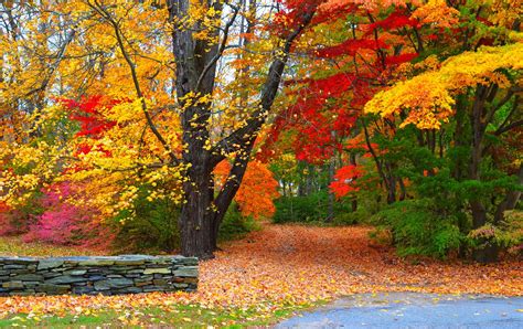 Autumn Forest Path Hd Wallpaper Background Image