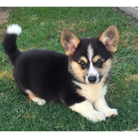 Most of our puppers are seniors. Cuinn~ Welsh Corgi puppy (On Trial 30/4/16) - Small Male ...