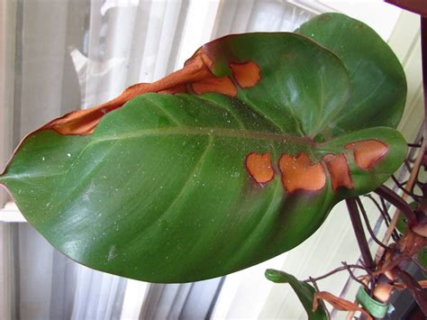 Brown Spots On Philodendron Leaves Causes And Solutions
