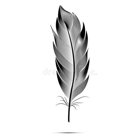 Black And White Big Fluffy Feather Stock Illustration Illustration Of