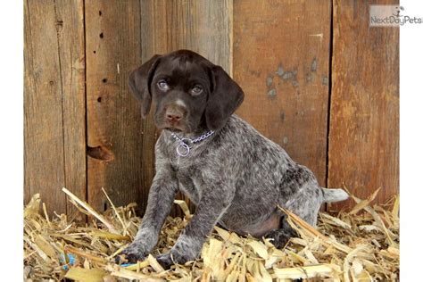 Wonderful hunting and family pets. German Shorthaired Pointer puppy for sale near Lancaster ...