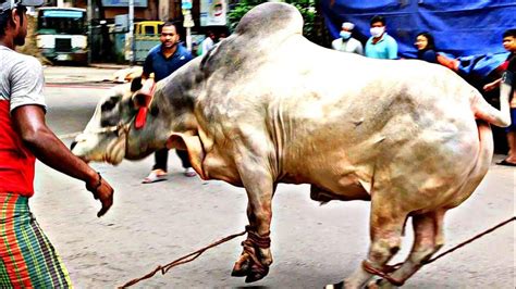 Dangerous Brahma Cow Qurbani 2020eid Ul Adha Cow Qurbani Dhaka Youtube