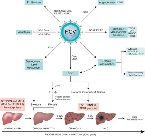 Hepatitis C Virus And Hepatocellular Carcinoma A Narrative Review