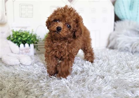 Poodle Puppies For Sale Orange County Ca 302742