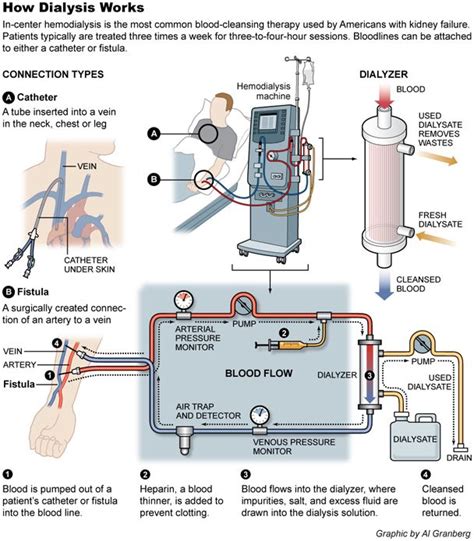 399 Best Images About Urinary System On Pinterest Loop Of Henle