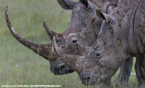 African Wildlife Foundation Decries Ruling On South Africas Rhino Horn