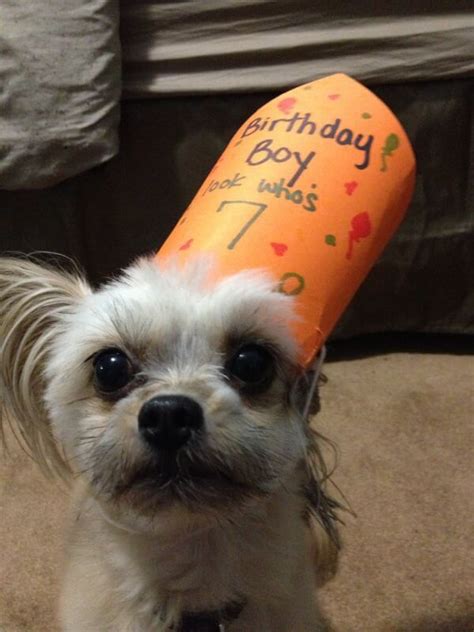 Main game is fiesta online, bunch of other games are played as well. These 31 Happy Birthday Dog Images Are So Cute I'm Wagging My Imaginary Tail