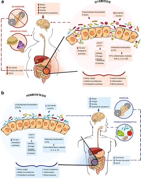 The Gut Microbiota In Homeostasis And Dysbiosis Promoted By The