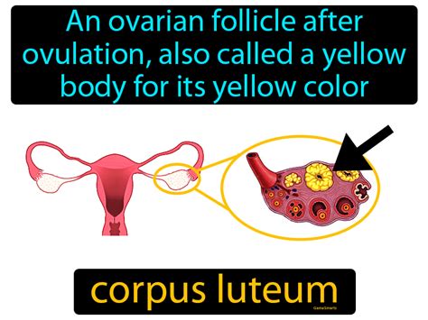 Corpus Luteum Definition Image GameSmartz