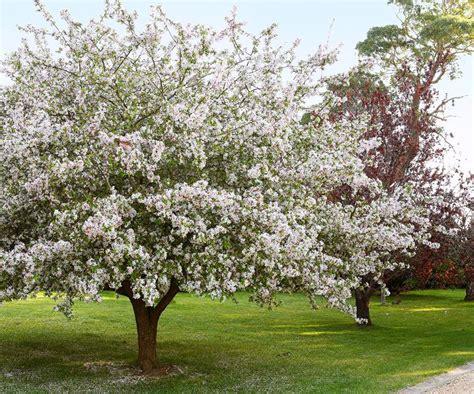 Crab Apple Tree Blossoms