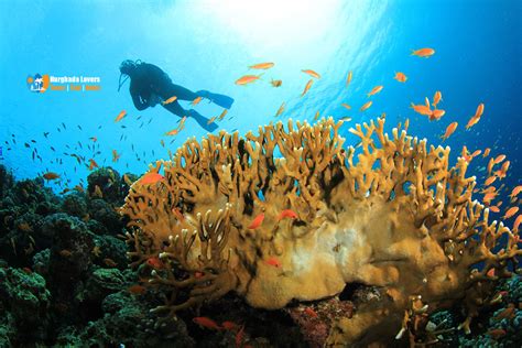 Scuba Diving In Safaga Scuba Diving Egypt Discover Secret Dive Spots