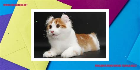 Kucing Telinga Bulat Pesona Dan Keunikan Yang Menggemaskan Kucing