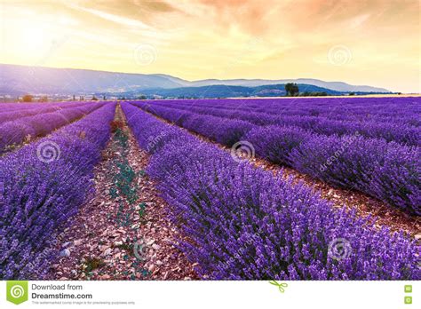 Beautiful Landscape Of Lavender Fields At Sunset Near