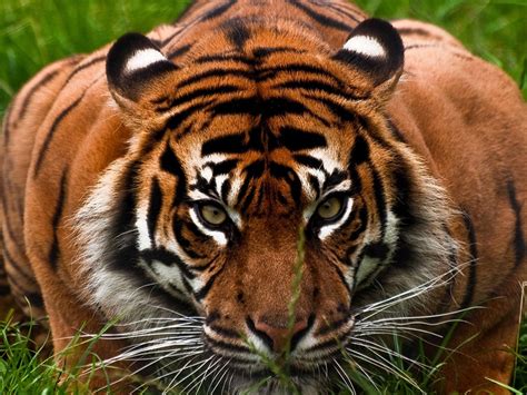 Tigre Dans La Jungle Animale Photographie Fond Décran Aperçu