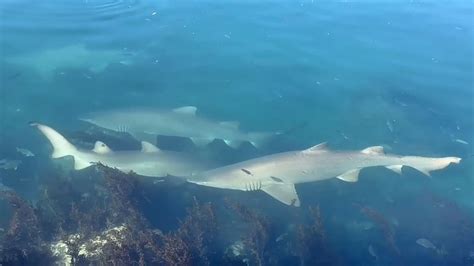 Critically Endangered Grey Nurse Sharks Regular Visitors At North Haven