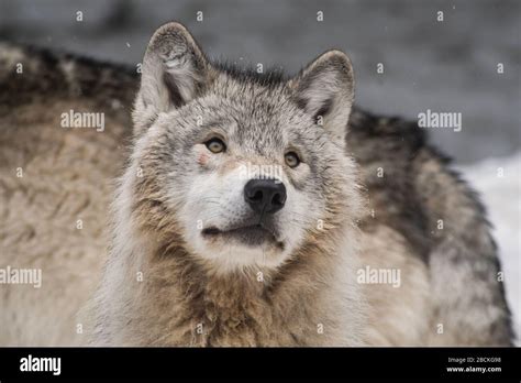 Affectionate Wolves Hi Res Stock Photography And Images Alamy