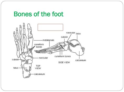 Ppt The Foot And Ankle Powerpoint Presentation Free Download Id2148790
