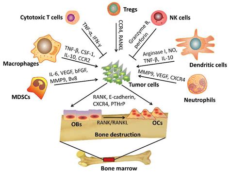 Check spelling or type a new query. IJMS | Free Full-Text | The Contribution of the Immune ...