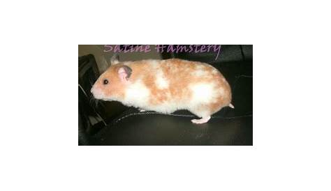 Syrian Hamster Colors and Coats - Phoenix Ashes Hamstery
