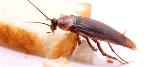What Do Cockroaches Eat Surprising Roach Diet Facts The Pest Informer