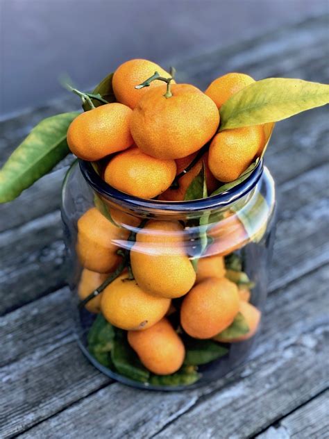 Recipes Using Satsuma Oranges Home Alqu