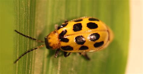 Striped Cucumber Beetles Are Active In South Dakota
