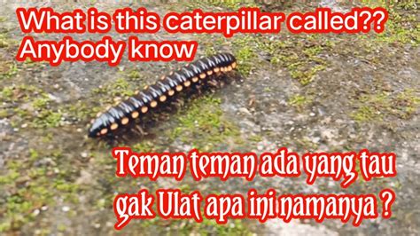 Caterpillar What Is This Name Anyone Know Ulat Apa Ini Namanya Youtube