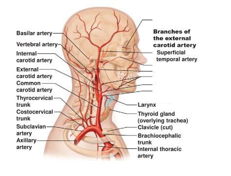 Organs Regions Served Arteries Of The Head And Neck Diagram Quizlet