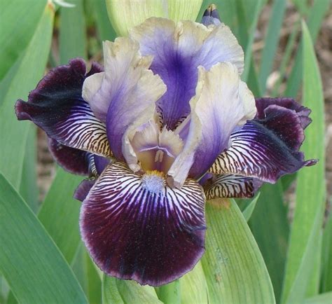 Plantfiles Pictures Intermediate Bearded Iris Sculptured Wild Iris