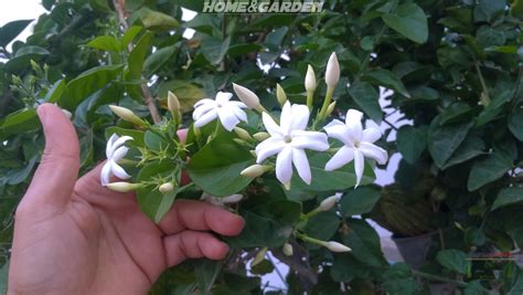 Get ftd® flower delivery today! By growing fragrant flowers such Arabian jasmine 'Jasminum ...