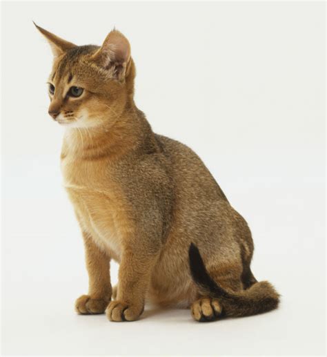 Abyssinian Cat Cat Breed Selector