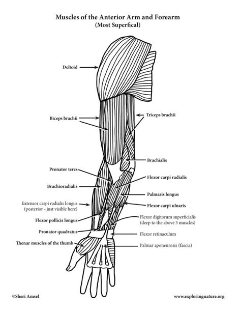 Diagram Of The Muscles In The Forearm Painting Arm Anatomy Chris