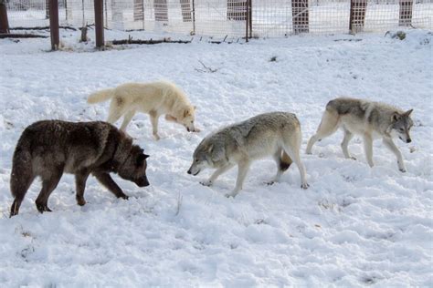 Adopt A Wolf Alaska Wildlife Conservation Center