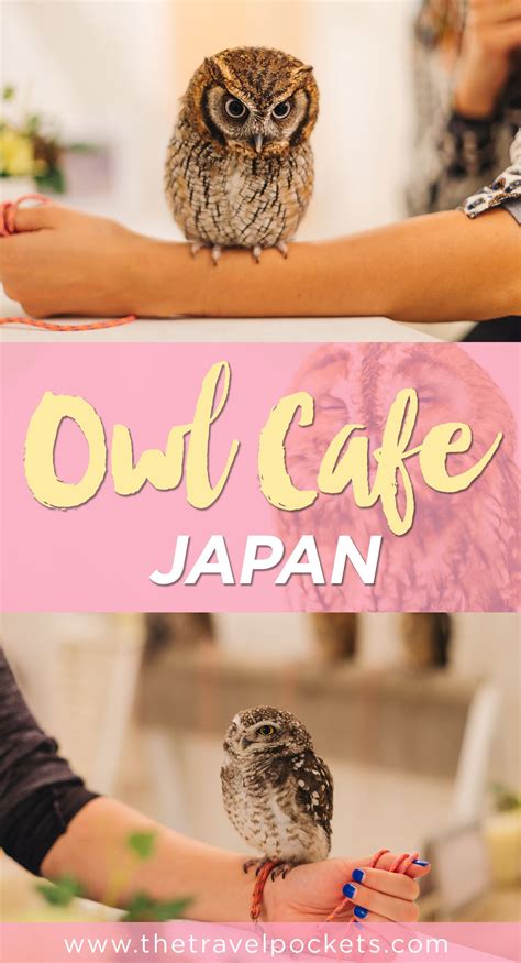 At the owl cafe i had their signature entree and the root beer. What Owl Cafes Are Really Like in Japan - Travel Pockets ...