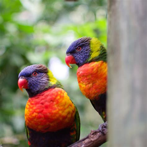 A Pair Of Rainbow Lorikeets Rphotographs