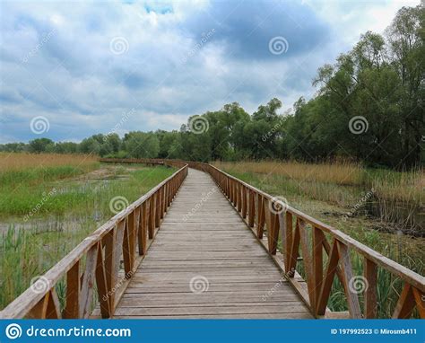 Wooden Pathway Above Swamp In Flood Area Of National Park Kopacki Rit