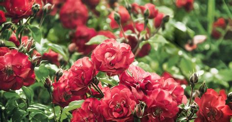 4k Rose Bush Wallpapers High Quality Download Free