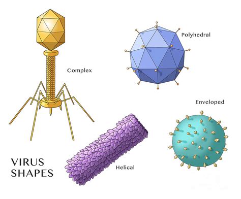 Virus Shapes Illustration Photograph By Monica Schroeder