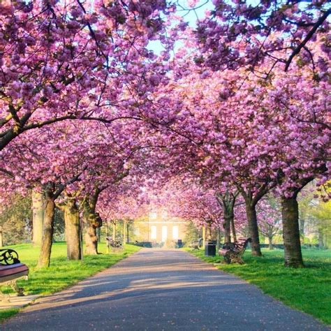 🍃💗cherry Tree Blossom In Greenwich Park💗🍃 Nature Photography Trees
