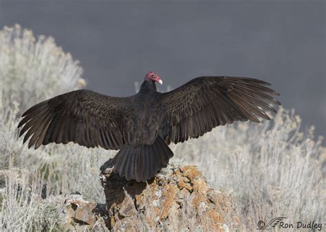 turkey vulture in spread wing postures feathered photography