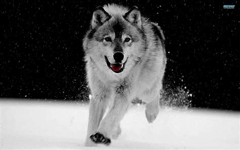 Grey Wolf Wallpapers Wallpaper Cave