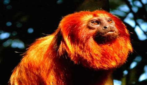 5 Animals Of The Amazon Rainforest That Has Beautiful Colors