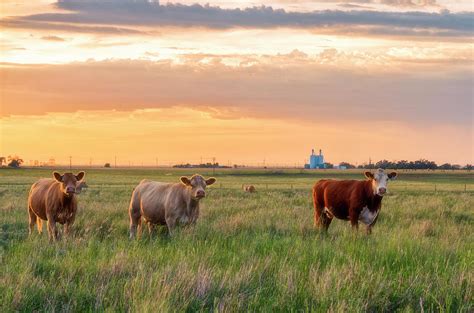 Sunset Cattle Photograph By Russell Pugh Fine Art America